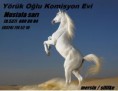 /album/resim-galerisi/at-jpg/